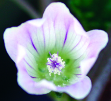 common mallow flower