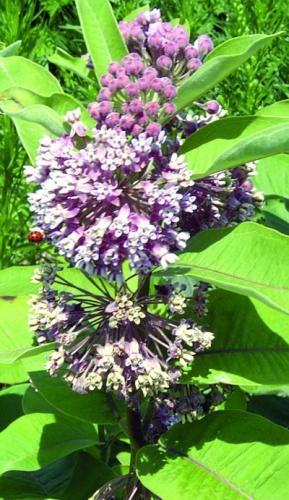 common milkweed flower