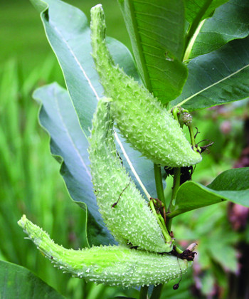 common milkweed fruit