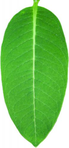common milkweed leaf
