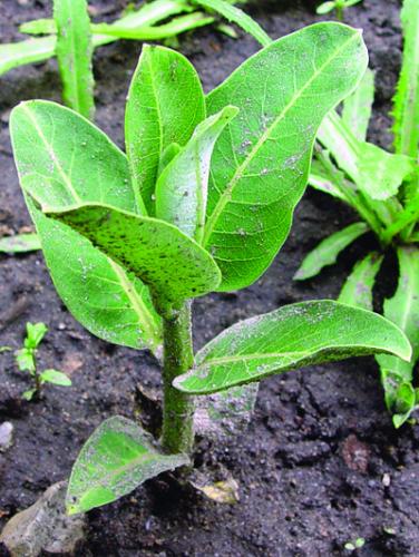 common milkweed young plant