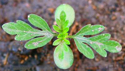common ragweed seedling