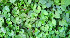 common blue violet foliage