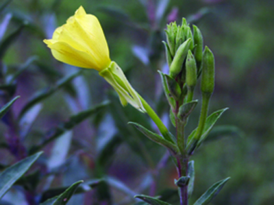 common eveningprimrose flowering stem