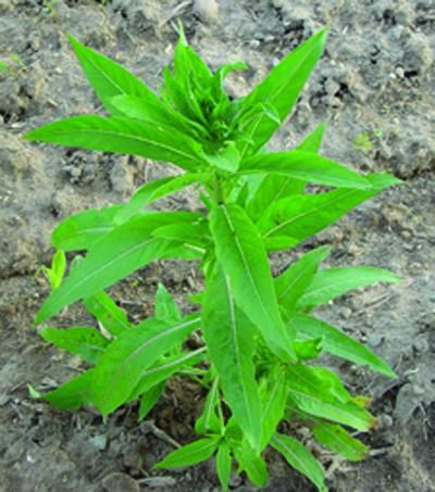 Common eveningprimrose plant