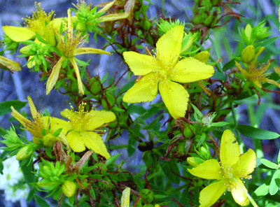 Common St. Johnswort petal margin