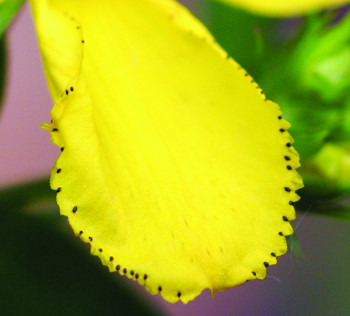Common St. Johnswort petal margin