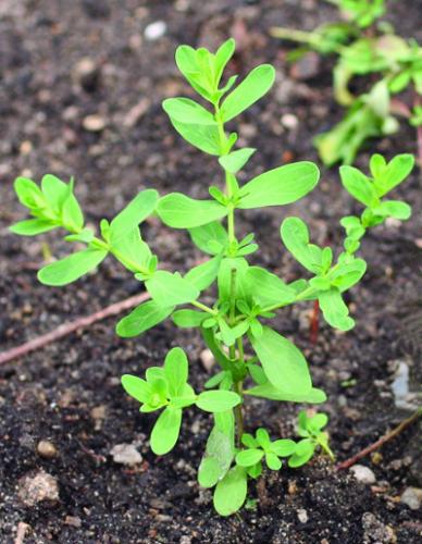 Common St. Johnswort Young Plants