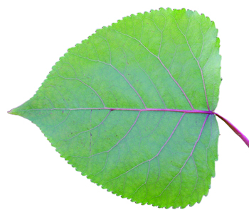 cottonwood leaf