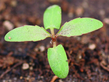 cottonwood seedling