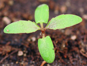 Cottonwood seedling