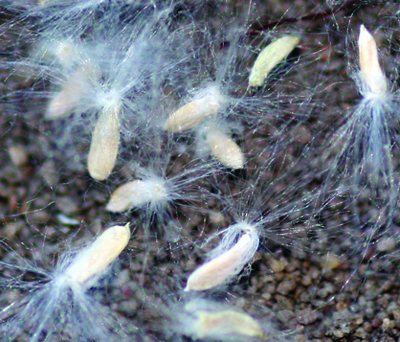 cottonwood seeds