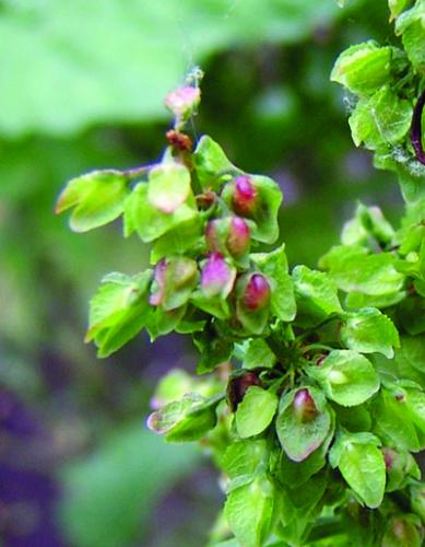 curly dock flower