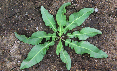 Curly dock rosette