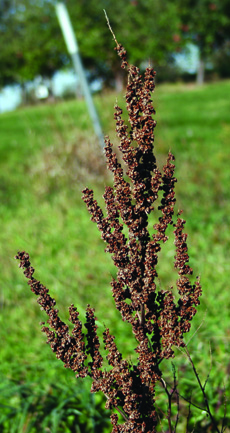 Curly dock seedhead