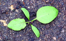 curly dock seedling