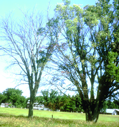 Dutch elm disease symptoms