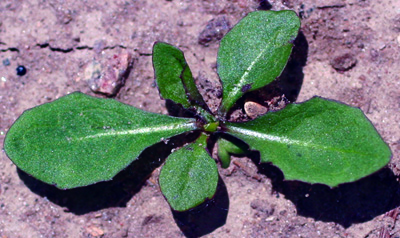 dandelion new seedling