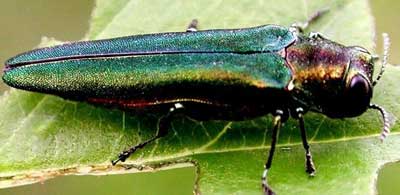 Emerald ash borer