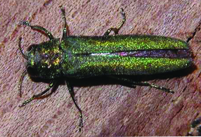 Eastern ash borer adult