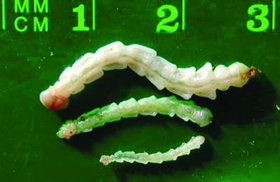 Emerald ash borer larvae