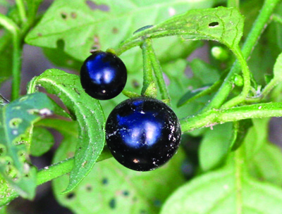 Eastern black nightshade mature berries