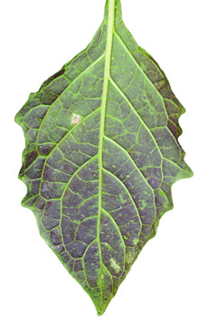 purplish lower leaf surface of eastern black nightshade