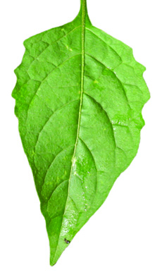 Eastern black nightshade upper leaf