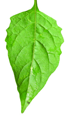 upper leaf surface of eastern black nightshade