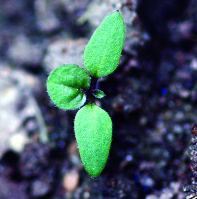 Eastern black  nightshade seedling