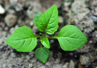 young eastern black nightshade plant