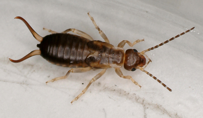 Earwig