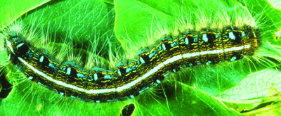 Eastern tent caterpillar