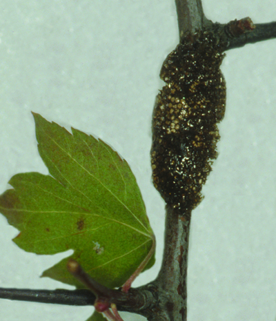 Eastern tent caterpillar egg