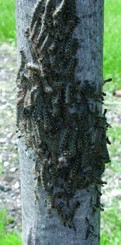 Eastern Tent Caterpillar on tree