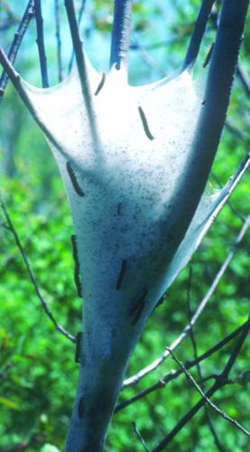 Eastern Tent Caterpillar web