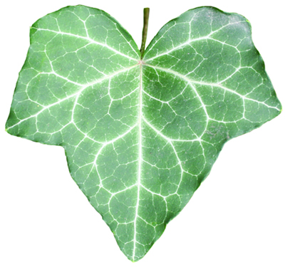 English ivy leaf