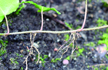 English ivy rooting at node