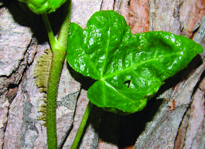 English ivy young growth