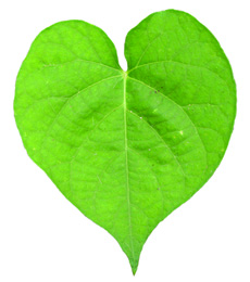 entireleaf morningglory leaf