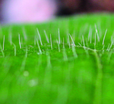 Erect hairs of morningglory