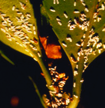 Euonymus scale mature male