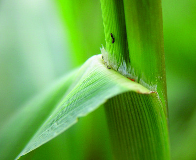 fall panicum ligule