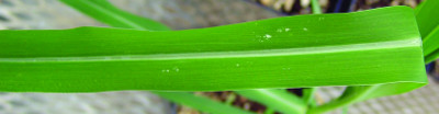 fall panicum midvein