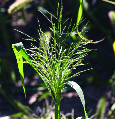 fall panicum seedhead