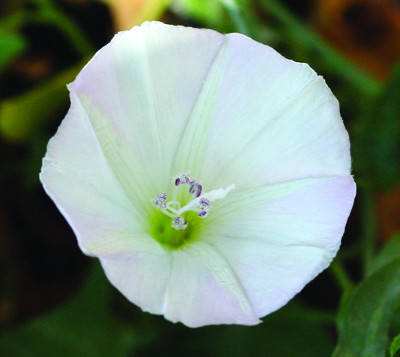 field bindweed flower