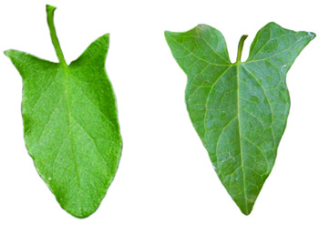 leaves of hedge bindweed and field bindweed