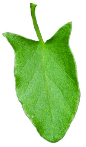 field bindweed leaf