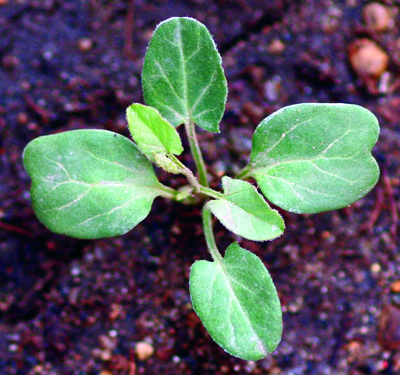 field bindweed seedling