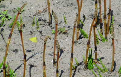 Field horsetail stalk and vegetative stems